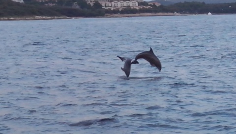 Scopri i delfini e la Riviera di Poreč con „Fjera“ 5