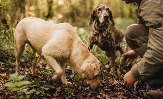 Truffle hunter and his dog searching for black truffles in a wooded Istrian forest.